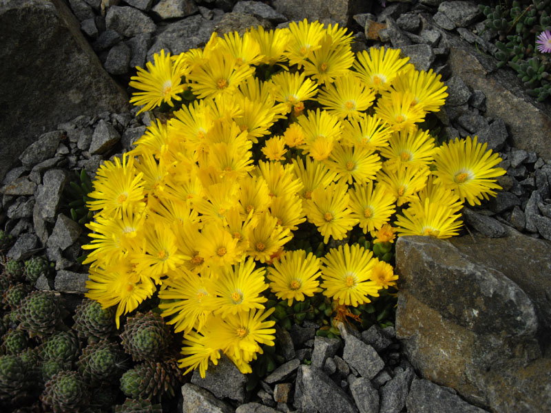 DELOSPERMA congestum Gold -делосперма (1489)